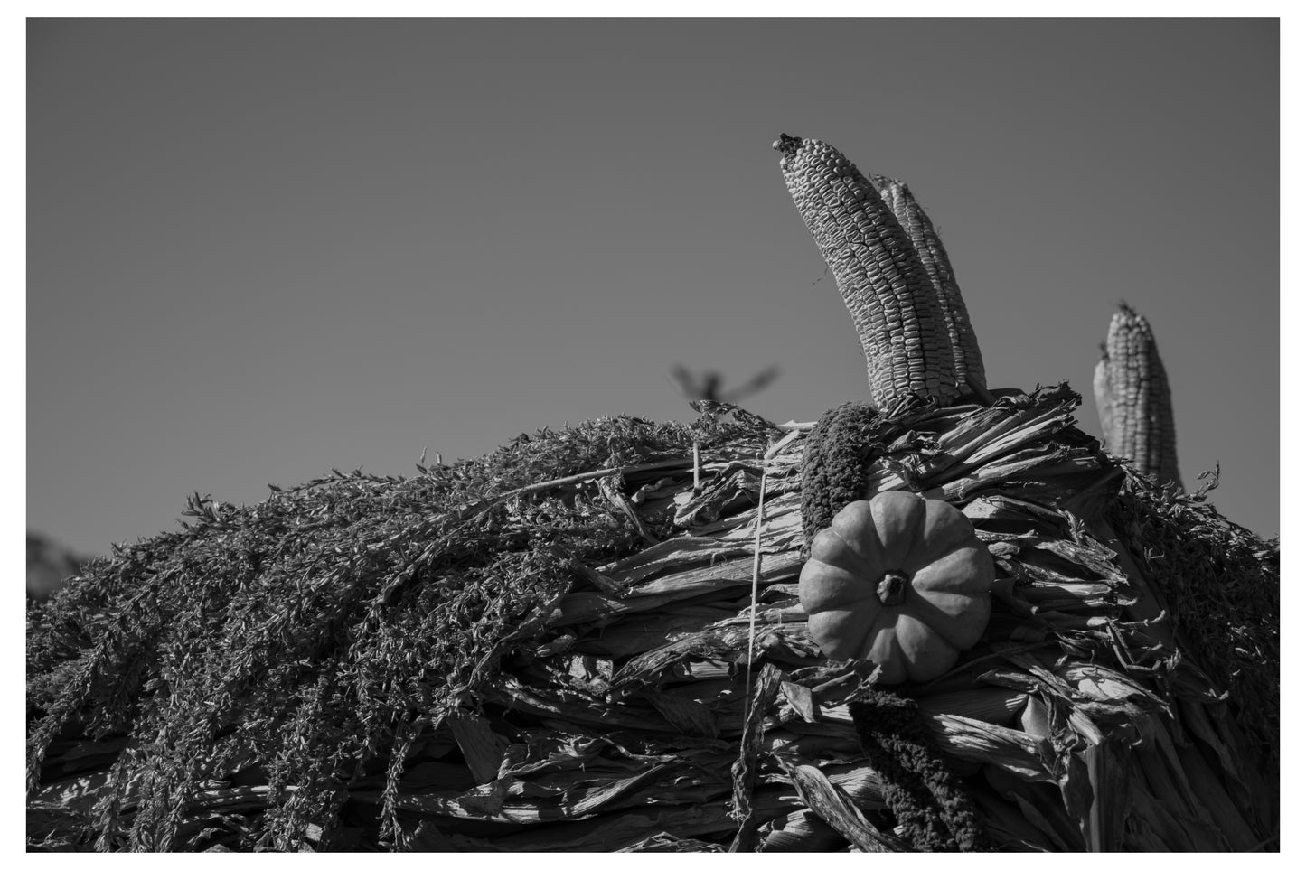 Shelby Corn Maze