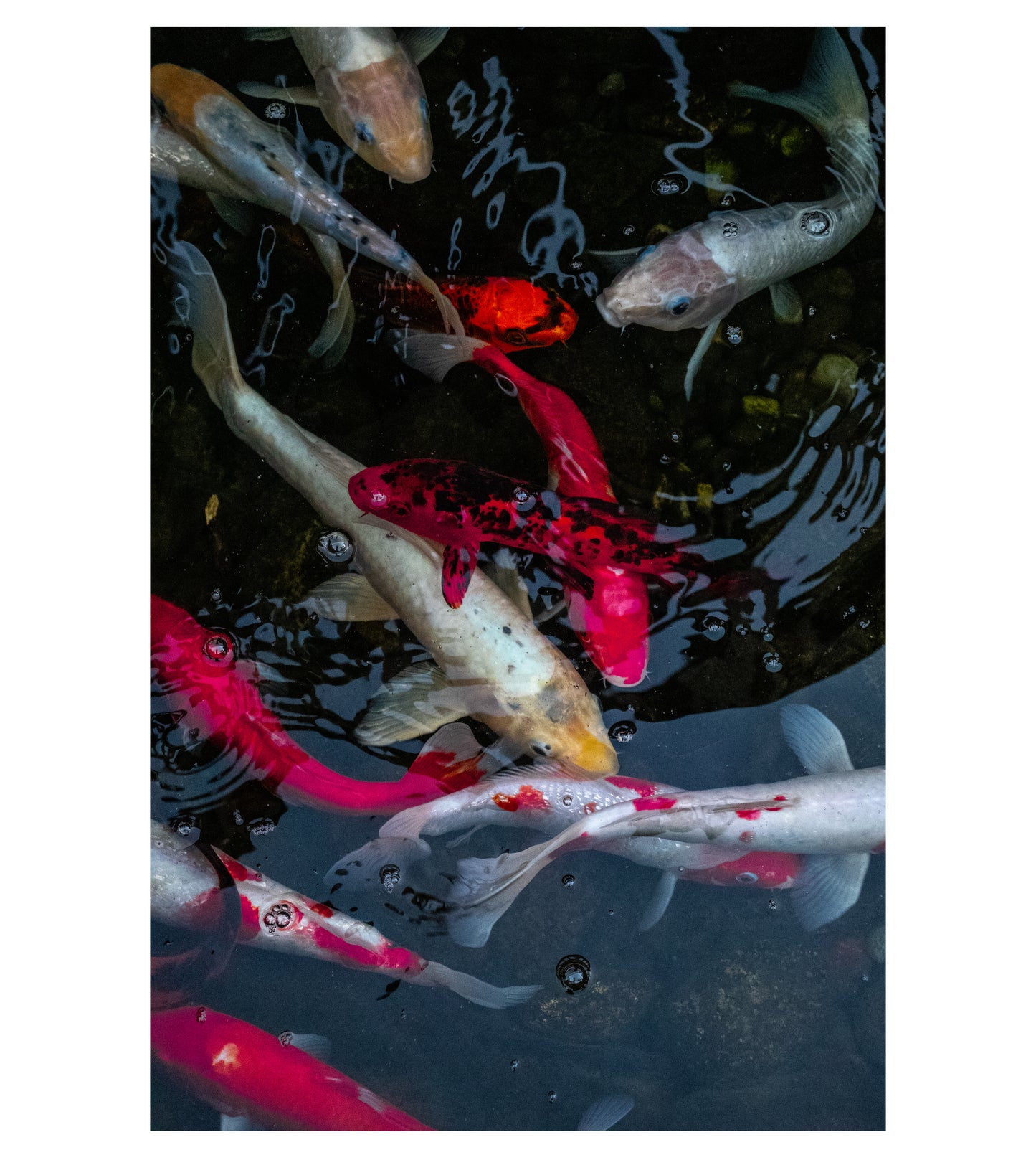 KOI